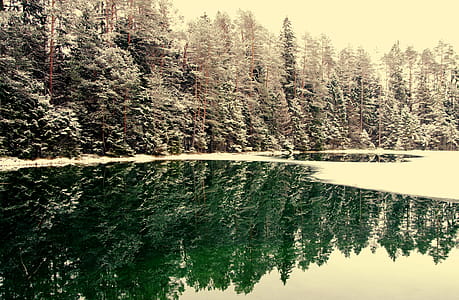 Snowcapped Trees Near Body Of Water thumbnail