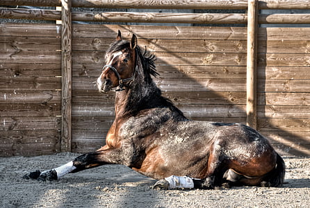 brown and black horse thumbnail