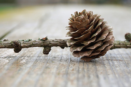 selective focus of pine cone thumbnail