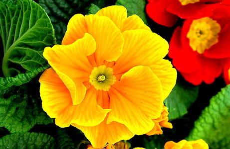 close-up photo of yellow geranium flower thumbnail