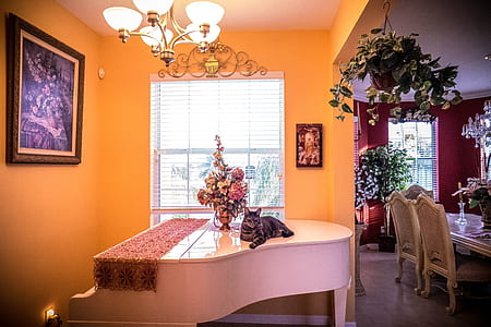 empty white grand piano beside window thumbnail