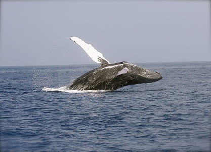 hump back whale jumps over sea thumbnail
