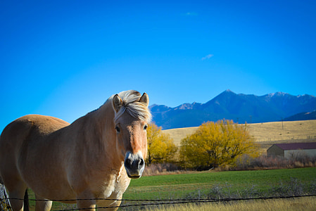 brown horse near trees thumbnail