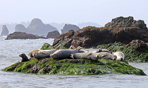 white seals on green grass thumbnail