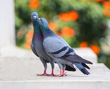 Photo of Two Pigeons thumbnail