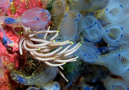 close-up photography of brown and pink water creature thumbnail