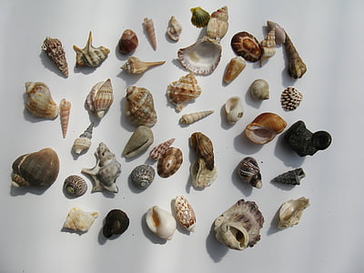 assorted-color seashells thumbnail