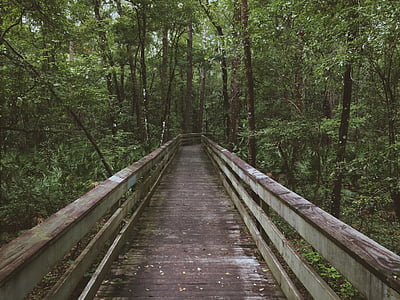 wooden pathway leading to forest thumbnail