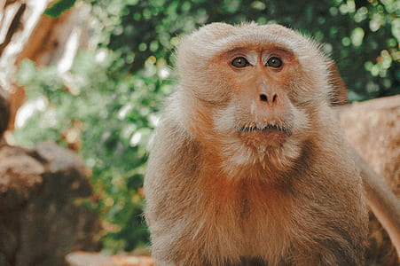 photography of brown monkey next to green leaf tree during daytime thumbnail