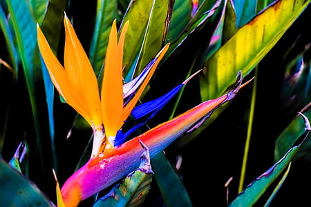 selective focus photography of yellow and blue bird-of-paradise flower in full bloom thumbnail