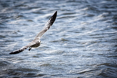 grey bird flying above body of water thumbnail