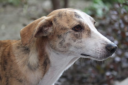 brown brindle and white dog close-up photo thumbnail