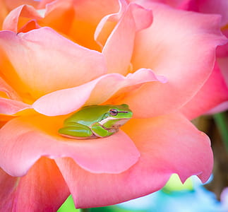 green frog inside pink rose flower thumbnail