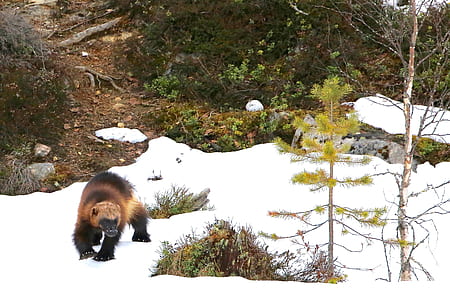 brown and black monkey walking on snow-covered field beside trees and bush thumbnail