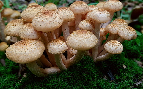 beige mushrooms thumbnail