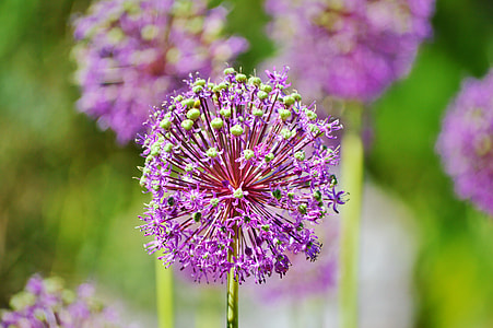 The Highest Leeks, Allium Altissimum thumbnail