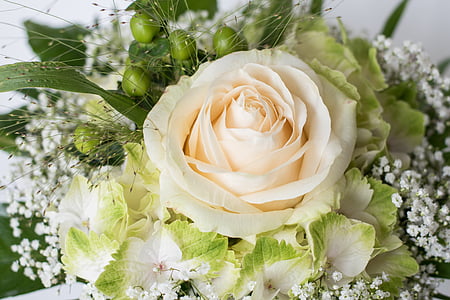 white rose in bloom close up photo thumbnail