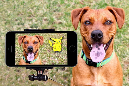 short-coat brown dog displaying on the camera thumbnail