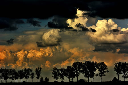 silhouette of trees thumbnail