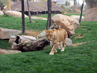 animal, grass, park, zoo thumbnail