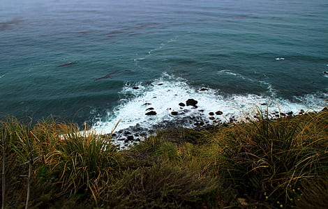 green grasses near the seashore thumbnail