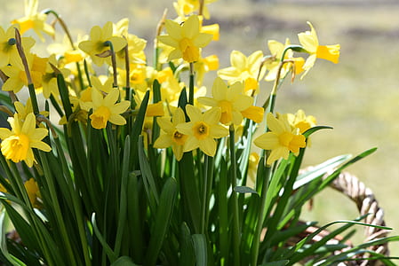 close-up photography of yellow petaled flower thumbnail