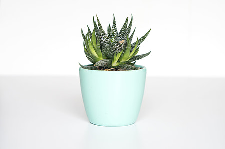 green plant, minimal, pot, succulent thumbnail