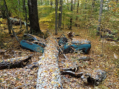 blue vehicle surrounded by trees at daytime thumbnail