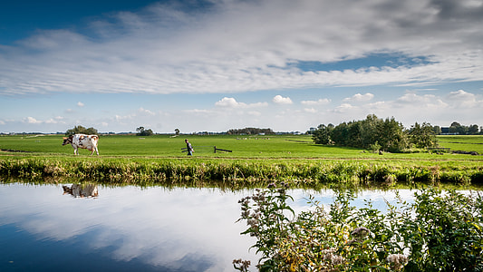 man and cattle near body of water during daytime thumbnail