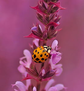 Mexican bean beetle perching on flower thumbnail