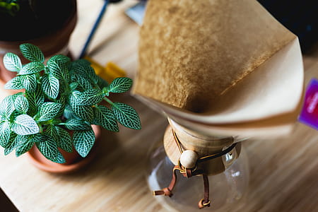 green leaf plant beside glass vase thumbnail