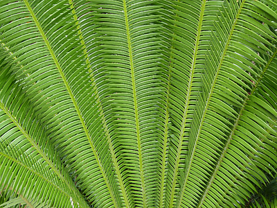 macro photography of green coconut palms thumbnail