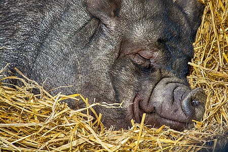black pig sleeping on brown hay thumbnail