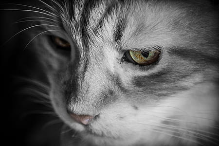 Silver Tabby Cat thumbnail