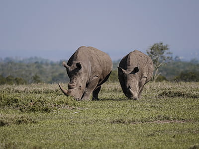 two rhinos standing on grass field thumbnail