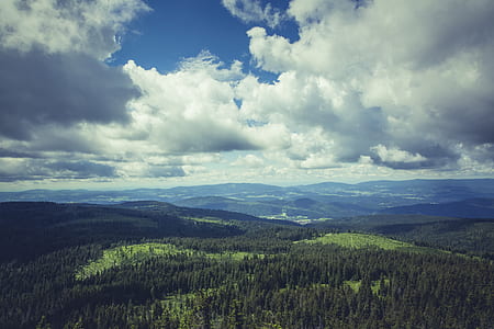 Green Forest Under Dark Cloudy Sky during Daytime thumbnail