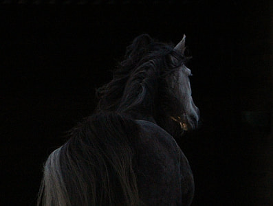 horse facing backward in dimlighted area thumbnail