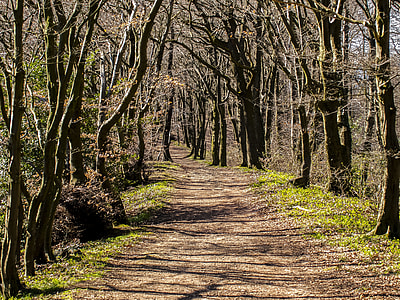 road between bare tree at daytime thumbnail