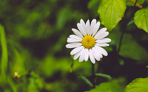 white daisy closeup photo thumbnail