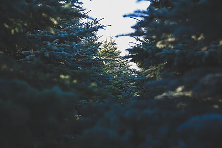 green leafed trees during daytime thumbnail