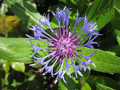 shallow focus photography of purple flowers thumbnail