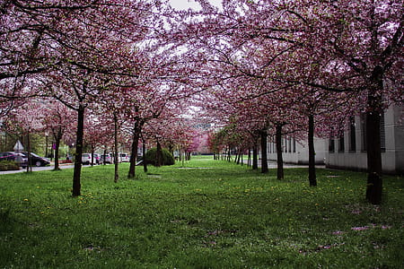Pink Leafed Trees on Green Grass Field thumbnail