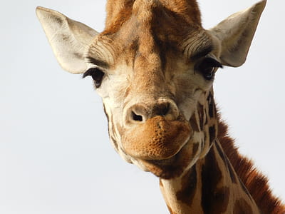 brown and beige giraffe thumbnail