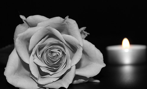 rose flower near selective color photography of tealight candle thumbnail