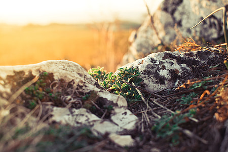 Plants and Rocks thumbnail