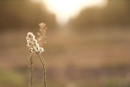 shallow focus photography of flowers thumbnail