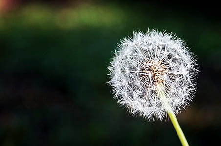 White Flower thumbnail