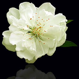 white petaled flower with reflection thumbnail