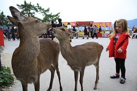 two brown deers kissing thumbnail