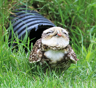 white and brown owl on green grass field thumbnail